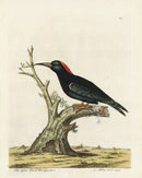 Albin Lesser Black Woodpecker - Panteek Antique Prints