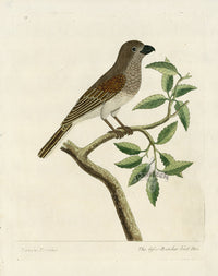 Albin Lesser Butcher Bird Hen, Lanius Tertius Original Engraving - Panteek Antique Prints