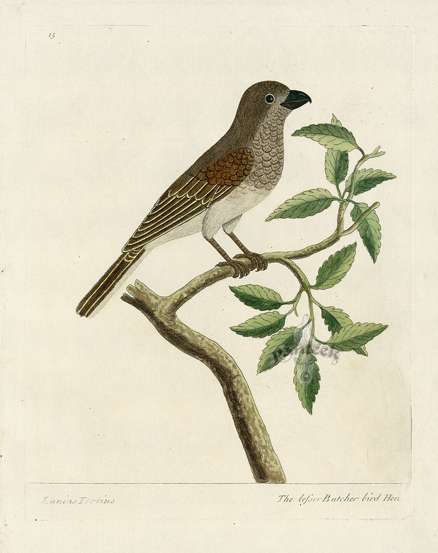 Albin Lesser Butcher Bird Hen, Lanius Tertius Original Engraving