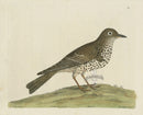 Albin Mistle Bird - Panteek Antique Prints