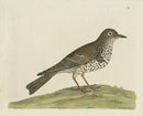 Albin Mistle Bird - Panteek Antique Prints