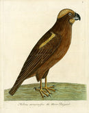 Albin Moor Buzard - Panteek Antique Prints