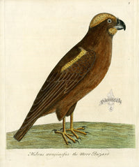 Albin Moor Buzard - Panteek Antique Prints