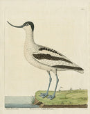 Albin Recurvirostra Avosetta Italorum - Panteek Antique Prints