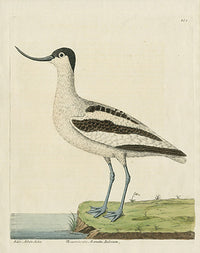 Albin Recurvirostra Avosetta Italorum - Panteek Antique Prints