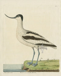 Albin Recurvirostra Avosetta Italorum - Panteek Antique Prints