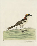 Albin Red Headed Butcher Bird - Panteek Antique Prints