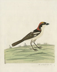 Albin Red Headed Butcher Bird - Panteek Antique Prints