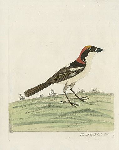 Albin Red Headed Butcher Bird - Panteek Antique Prints