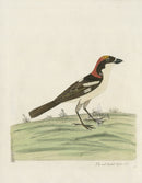 Albin Red Headed Butcher Bird - Panteek Antique Prints