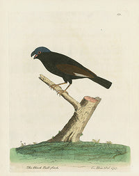 Albin The Black Bullfinch - Panteek Antique Prints