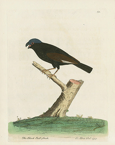 Albin The Black Bullfinch