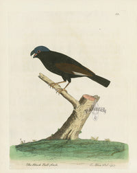 Albin The Black Bullfinch - Panteek Antique Prints