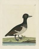 Albin The Black Crested Duck - Panteek Antique Prints