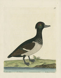 Albin The Black Crested Duck - Panteek Antique Prints