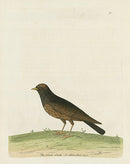 Albin The Black Lark - Panteek Antique Prints