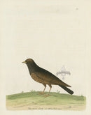 Albin The Black Lark - Panteek Antique Prints