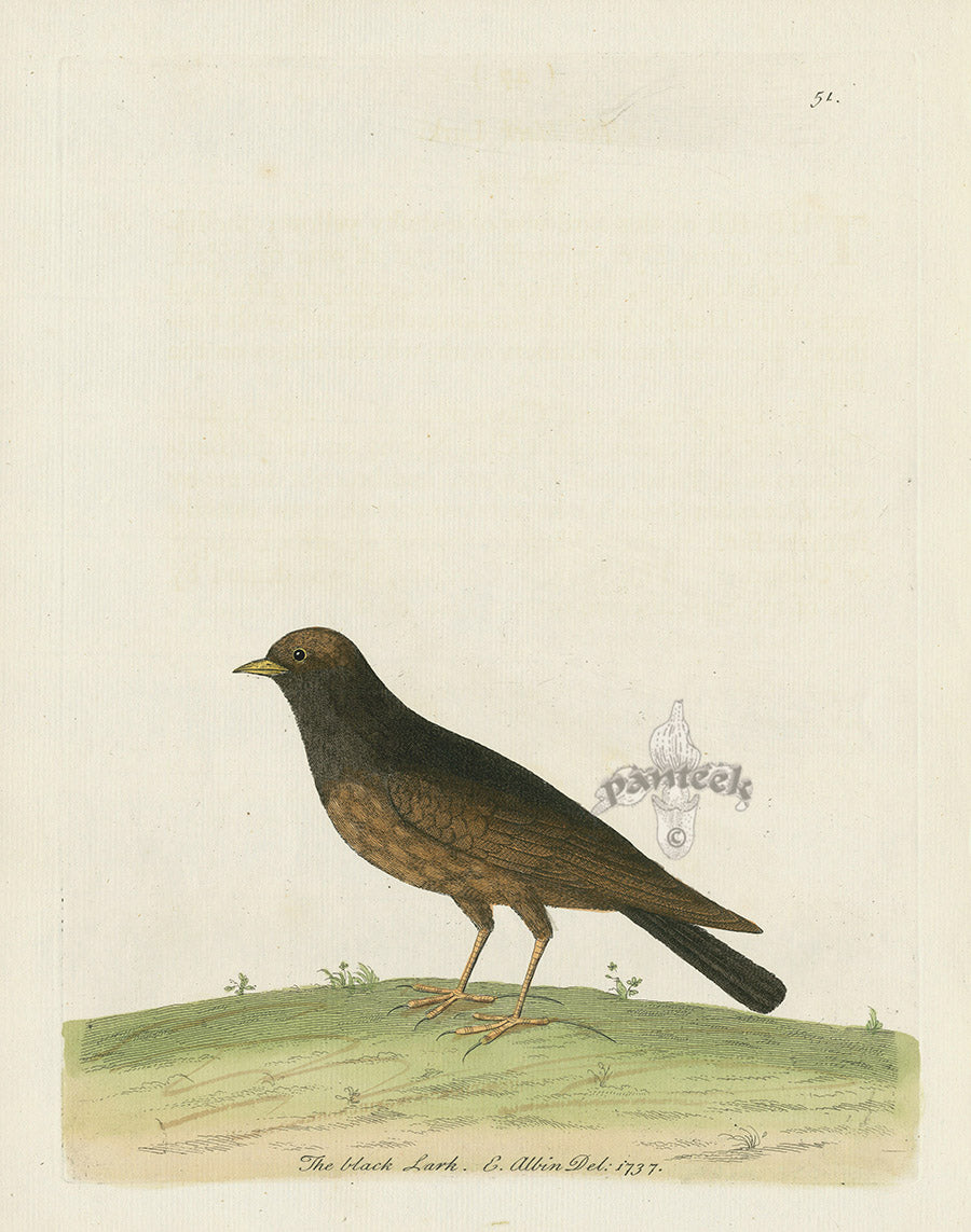 Albin The Black Lark