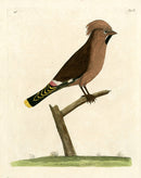 Albin The Bohemian Jay - Panteek Antique Prints