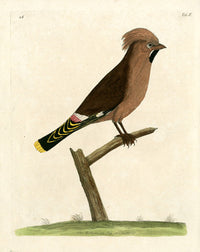 Albin The Bohemian Jay - Panteek Antique Prints
