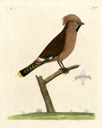Albin The Bohemian Jay - Panteek Antique Prints