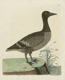 Albin The Brandt Goose - Panteek Antique Prints