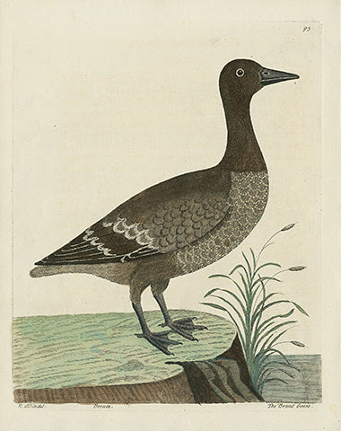 Albin The Brandt Goose - Panteek Antique Prints