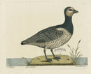 Albin The Canada Goose - Panteek Antique Prints