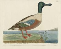 Albin The Cock Shoveler - Panteek Antique Prints