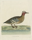 Albin The Cock Summer Teal - Panteek Antique Prints