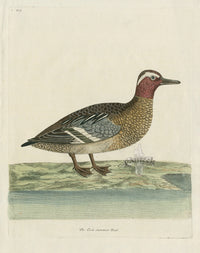 Albin The Cock Summer Teal - Panteek Antique Prints