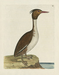 Albin The Crested Loon or Diver - Panteek Antique Prints