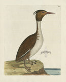 Albin The Crested Loon or Diver - Panteek Antique Prints