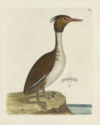 Albin The Crested Loon or Diver - Panteek Antique Prints