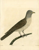 Albin The Cuckow - Panteek Antique Prints