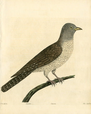 Albin The Cuckow - Panteek Antique Prints