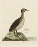 Albin The Dob Chick - Panteek Antique Prints