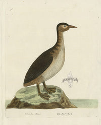 Albin The Dob Chick - Panteek Antique Prints