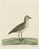 Albin The Dottrel - Panteek Antique Prints