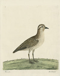 Albin The Dottrel - Panteek Antique Prints