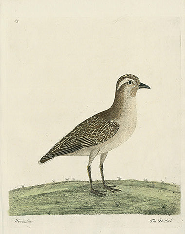 Albin The Dottrel - Panteek Antique Prints