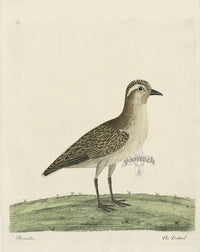 Albin The Dottrel - Panteek Antique Prints