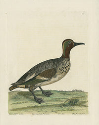 Albin The French Teal - Panteek Antique Prints