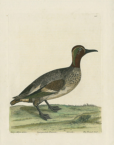 Albin The French Teal