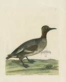 Albin The French Teal - Panteek Antique Prints