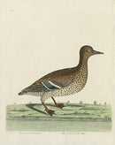 Albin The French Teal Hen - Panteek Antique Prints