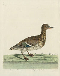 Albin The French Teal Hen - Panteek Antique Prints
