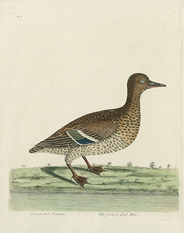 Albin The French Teal Hen