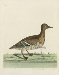Albin The French Teal Hen - Panteek Antique Prints