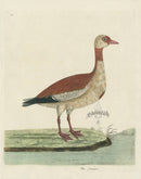 Albin The Ganser - Panteek Antique Prints